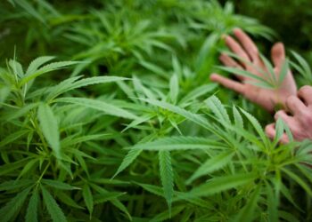 Democrats push for marijuana decriminalization in Wisconsin