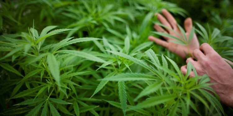 Democrats push for marijuana decriminalization in Wisconsin