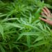 Democrats push for marijuana decriminalization in Wisconsin