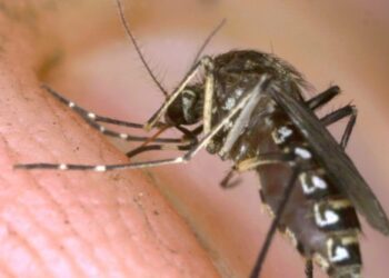 How bad will the bugs be this summer?