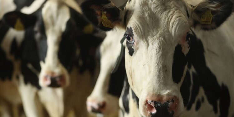 Farmers prepare for dangerous weather conditions