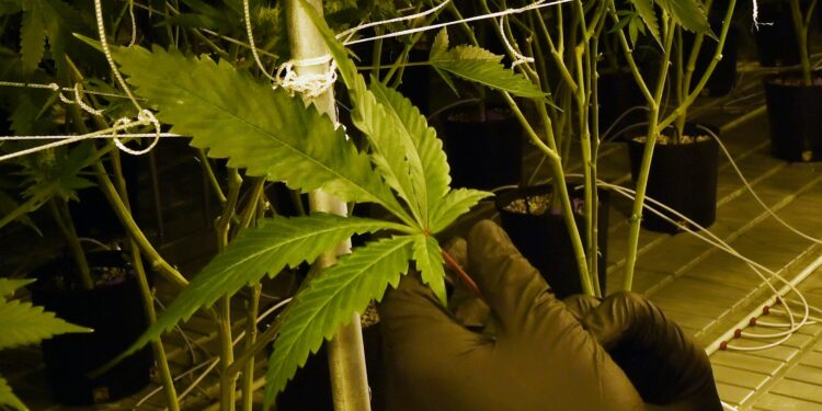 Low Republican support for Evers’ pot proposal