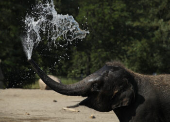 WATCH: Milwaukee Zoo elephants smash pumpkins