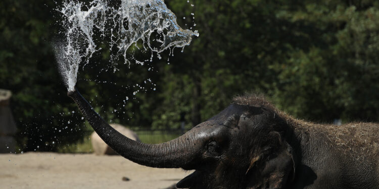 WATCH: Milwaukee Zoo elephants smash pumpkins