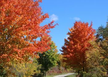 Charges pending after man arrested for striking Milwaukee County Sheriff’s vehicle during pursuit
