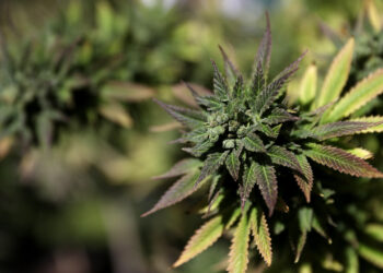 Ken. Sheriff David Beth ‘OK’ with medicinal pot