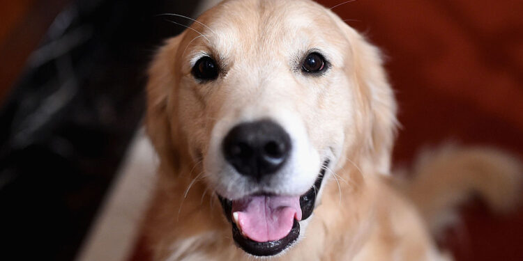 Super Bowl ad praises University of Wisconsin-Madison vet school