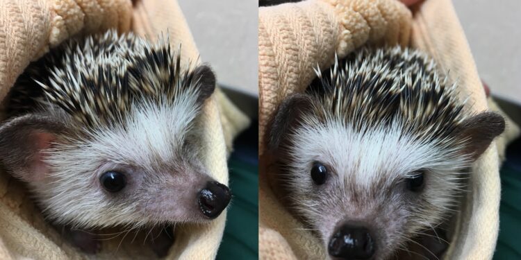 Hedgehog stolen then returned to Green Bay wildlife sanctuary: “We’re happy to be able to cuddle with her once again”