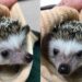 Hedgehog stolen then returned to Green Bay wildlife sanctuary: “We’re happy to be able to cuddle with her once again”