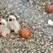 Name the newest We Energies peregrine chicks with #SquawktheVote
