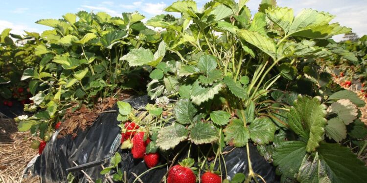 Berry picking season is here, but expect to see some changes