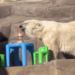 Lilly, Milwaukee Co. Zoo’s Polar Bear, celebrates 34th birthday [VIDEO]