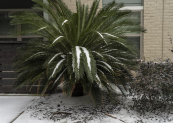[Photo Gallery] Texas struggles with biting temperatures