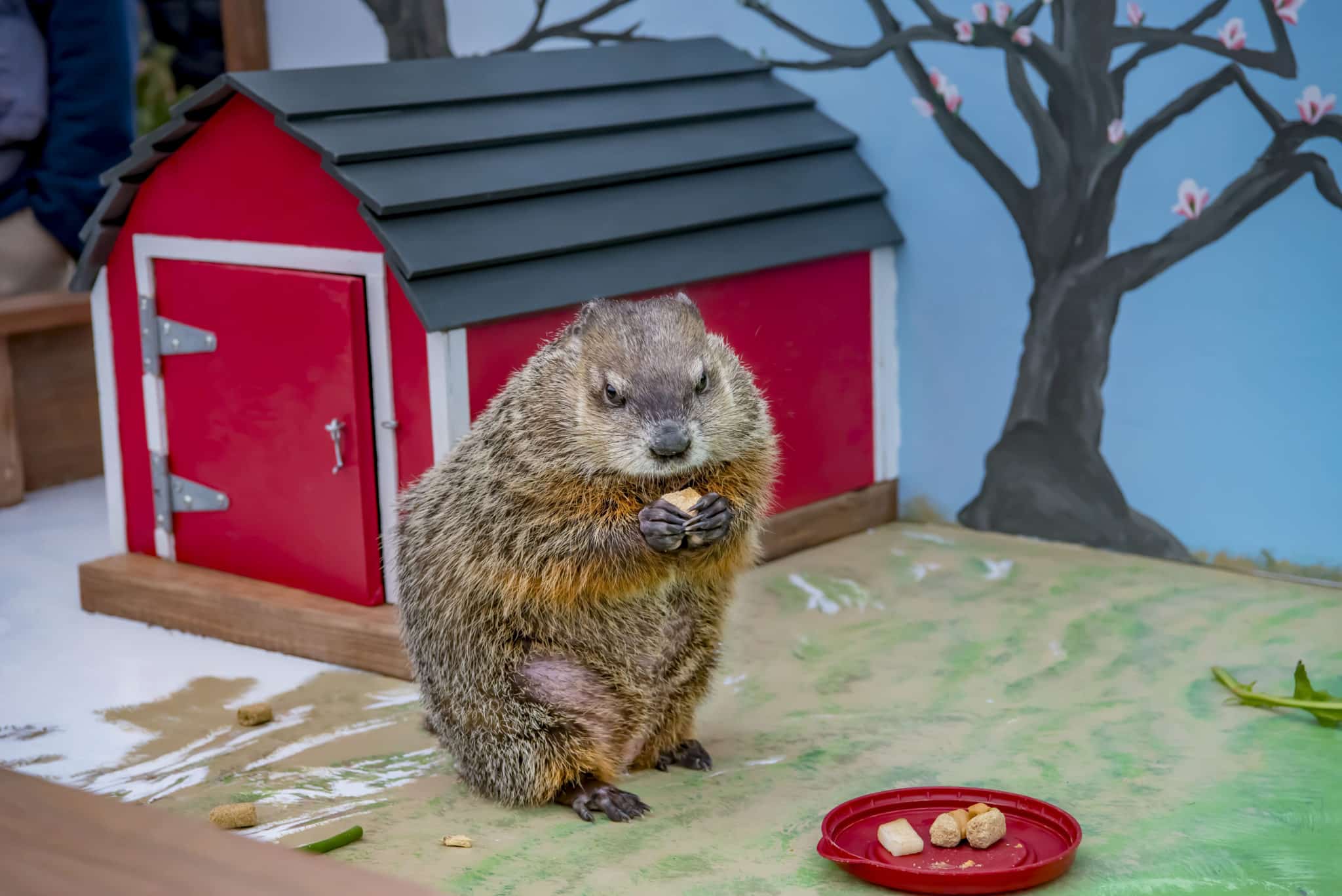 Early spring is in the forecast according to Sun Prairie's Jimmy the Groundhog WTMJ