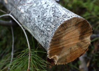 Madison Police say banned fraternity stole rare pine tree from UW’s Arboretum as a ‘pledge activity’