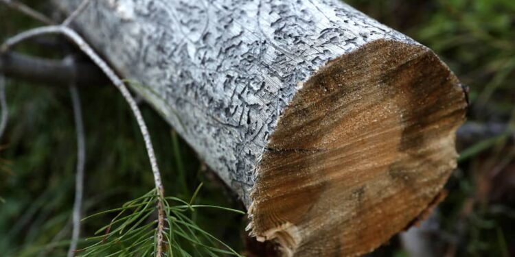 Madison Police say banned fraternity stole rare pine tree from UW’s Arboretum as a ‘pledge activity’