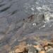 Sturgeon spawning nears end after early start