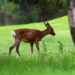 Employee tackles deer in Baraboo Walmart
