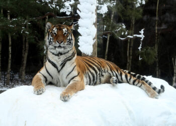 It’s the Year of the Tiger!