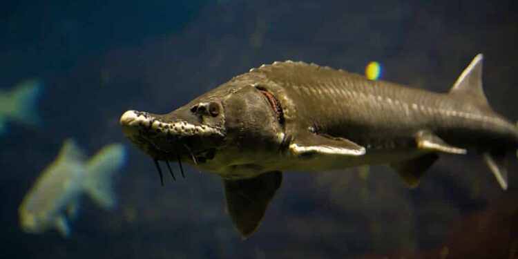 10-foot Sturgeon caught in British Colombian River