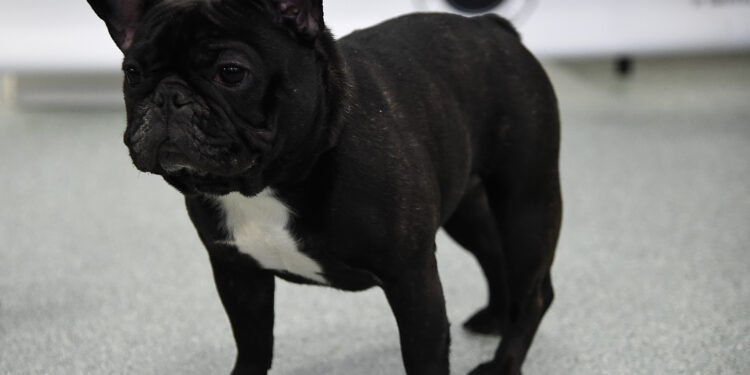 High end dogs targeted by thieves