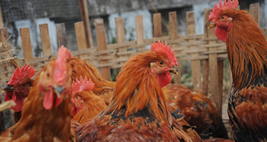 Bird flu confirmed in Racine County