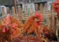 Generic picture of roosters to accompany bird flu story