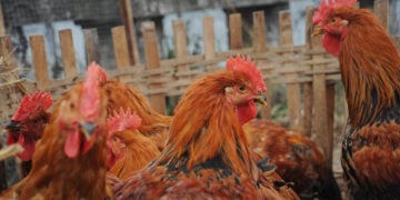 Generic picture of roosters to accompany bird flu story