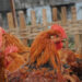 Rise in bird flu concerns after poultry shows and exhibitions are suspended statewide