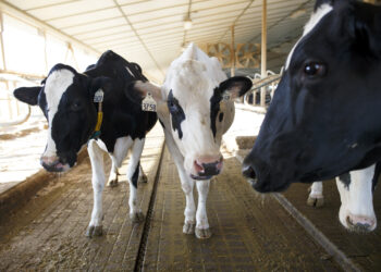 Photo by Cole Burston/Getty Images