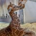 Milwaukee County Zoo introduces a new addition!