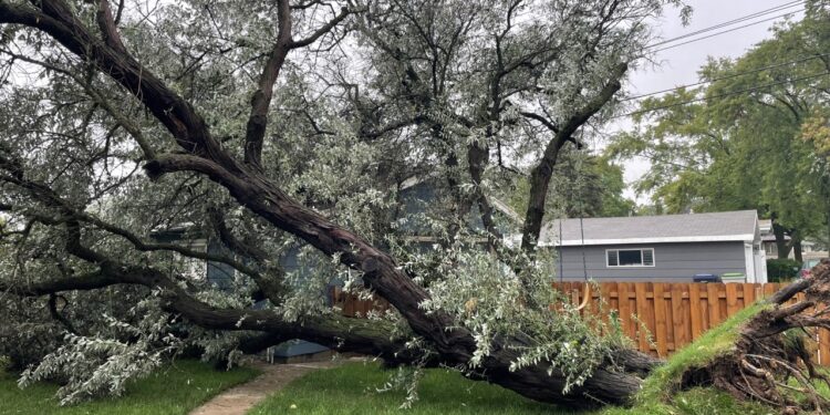 Heavy rain, strong winds knock down trees, power - WTMJ