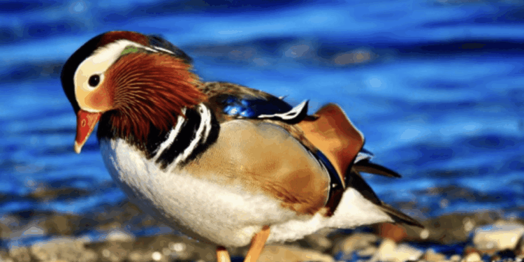 Mandarin Duck on Lake Michigan