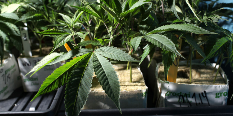 Wisconsin GOP lawmakers working on medical marijuana legislation