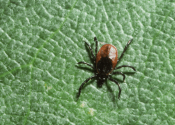 REPORT: Wisconsin health leaders warn of spike in Lyme disease cases