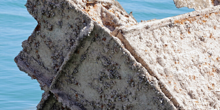 Shipwrecks in Great Lakes could disappear with invasive species