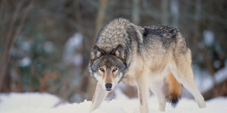 Advocates file lawsuit against new Wisconsin wolf management plan