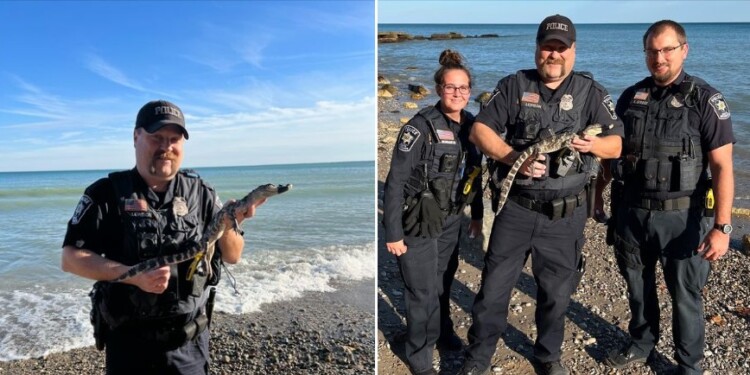 South Milwaukee police were able to safely recover the gator at Grant Park.