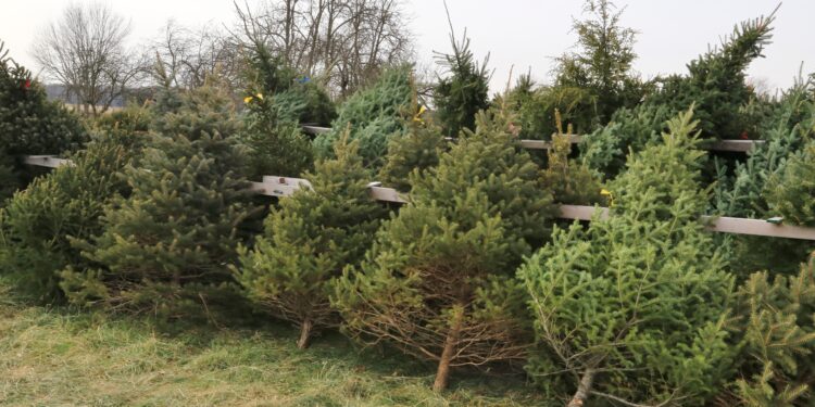 cut Christmas trees