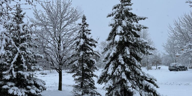 ‘The drought is coming to an end!’ Snow removal companies celebrate the snowfall