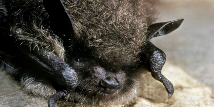 Mukwonago couple finds unique way to remove bat