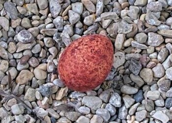 First peregrine falcon egg of the season laid at We Energies nest box