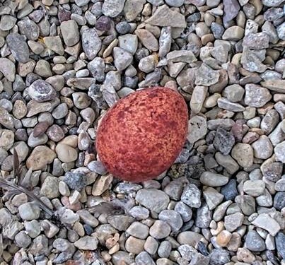 First peregrine falcon egg of the season laid at We Energies nest box