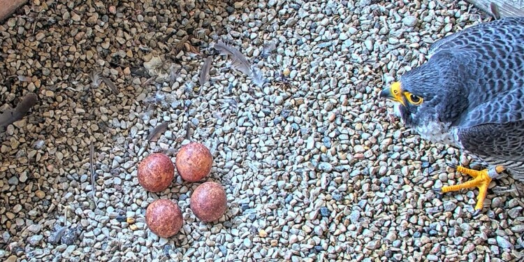Voting opens for peregrine falcon names for 2024
