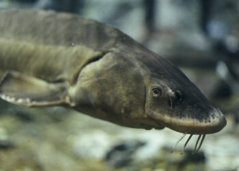 Prehistoric lake sturgeon is not endangered, US says despite calls from conservationists