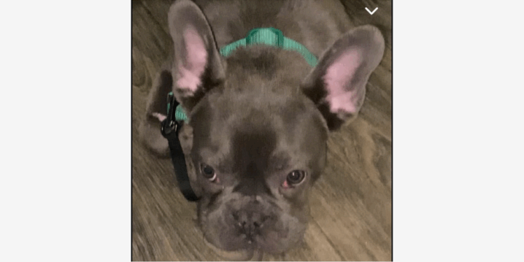 Dog stolen at gunpoint on Milwaukee’s northwest side