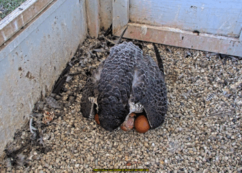 Baby peregrine falcons are hatching, still need names