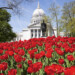 Up in smoke: Workers remove dozens of apparent marijuana plants from Wisconsin Capitol tulip garden