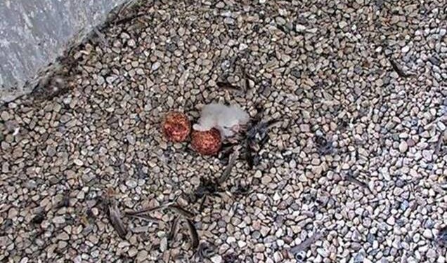 First peregrine falcon chick of the 2024 season hatched in Milwaukee