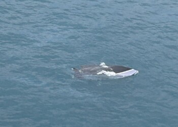2 dead after boat sinks in Lake Michigan